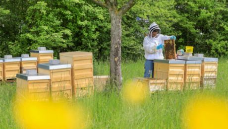 Porsche siedelt 650.000 Honigbienen in Zuffenhausen an